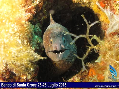 Banco di Santa Croce — Luglio 2015