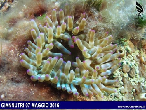 Isola di Giannutri — Maggio 2016