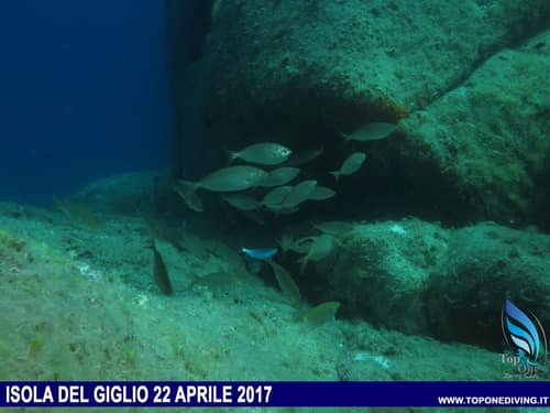Isola del Giglio — Aprile 2017