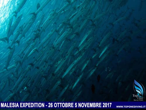 Malesia, Sipadan — Ottobre 2017