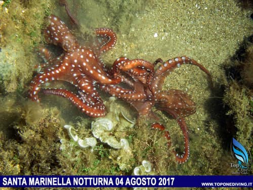 Santa Marinella, Notturna — Agosto 2017