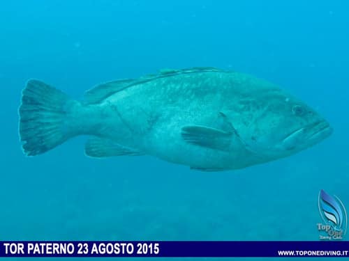 Secche di Tor Paterno — 23 Agosto 2015